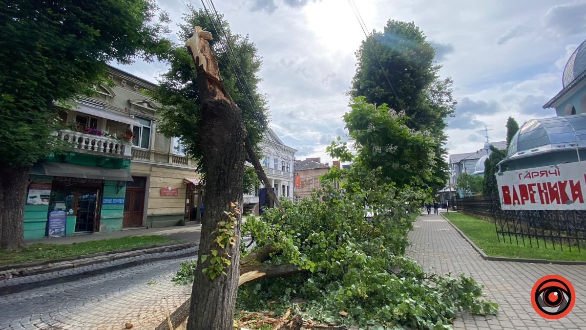 На бульварі Лесі Українки аварійне дерево впало на дорогу 4
