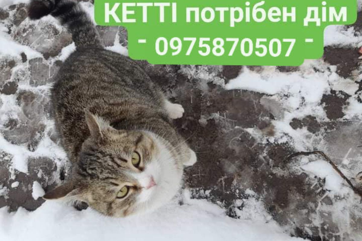 Чотирилапі друзі шукають люблячих господарів 1