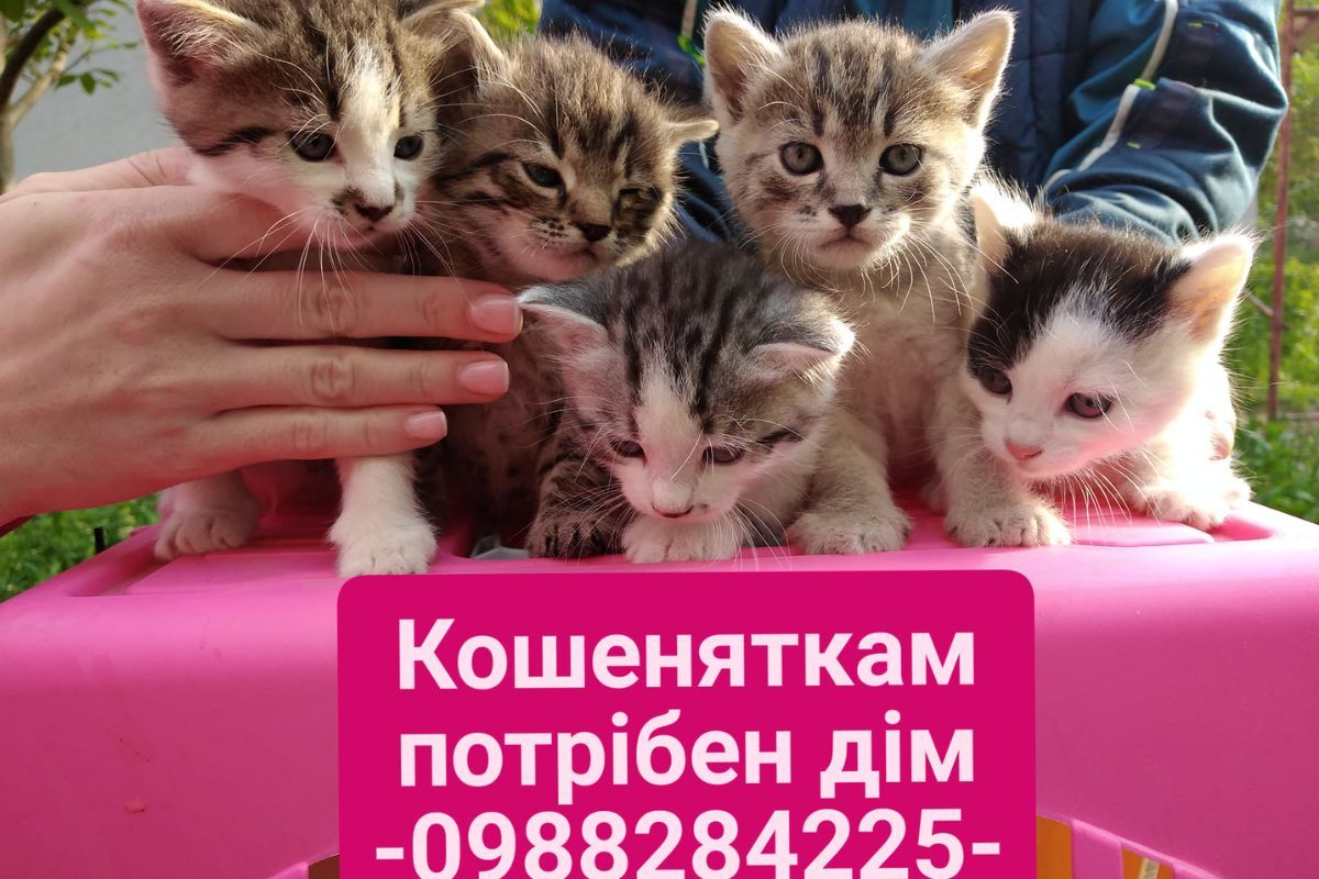 Чотирилапі друзі шукають люблячих господарів 3