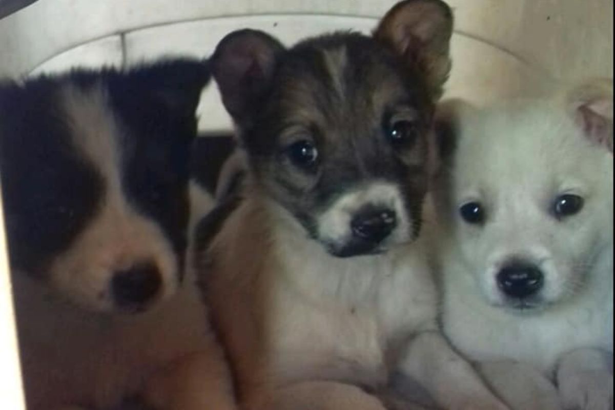 Чотирилапі друзі шукають люблячих господарів 4