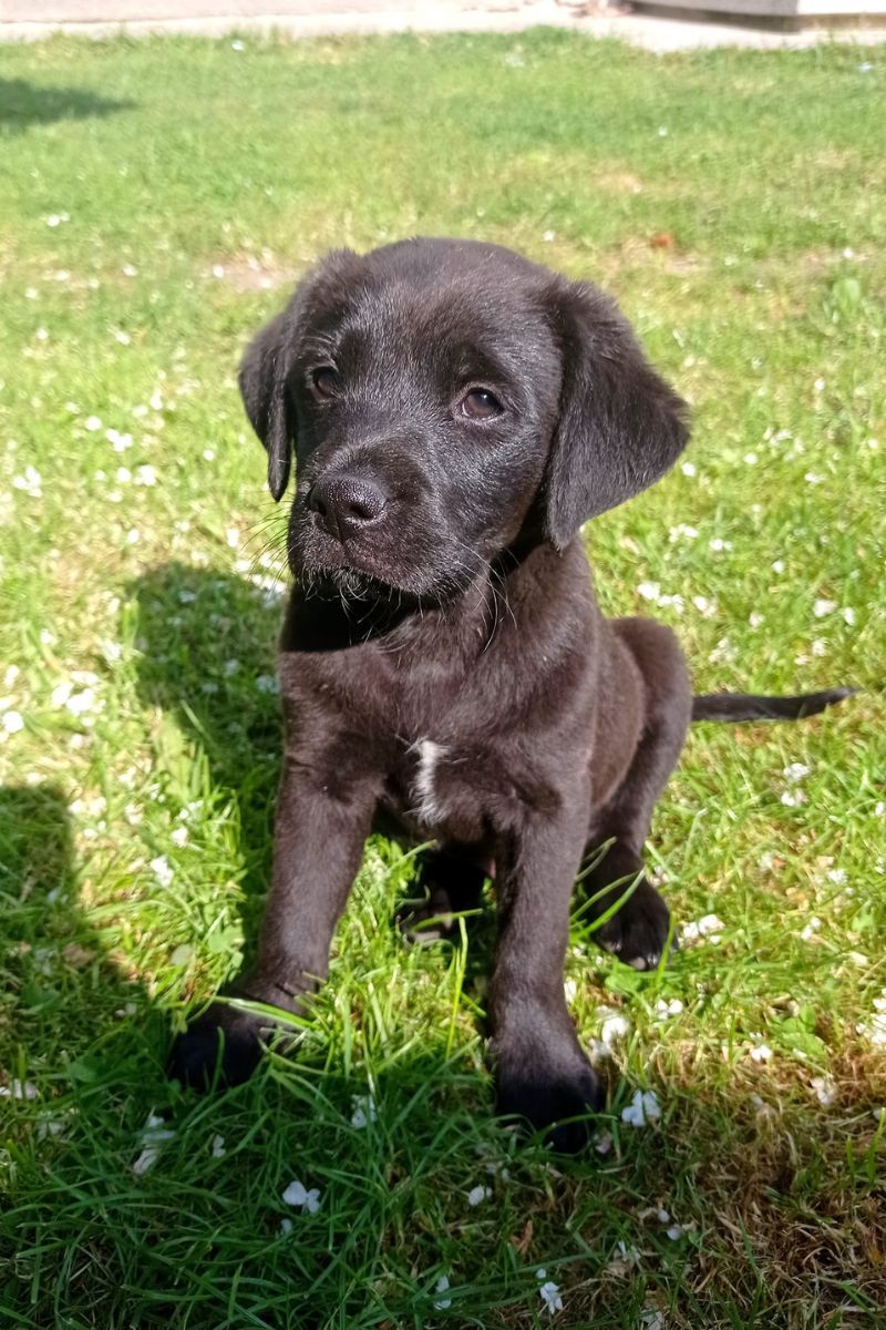 Чотирилапі друзі шукають люблячих господарів 5