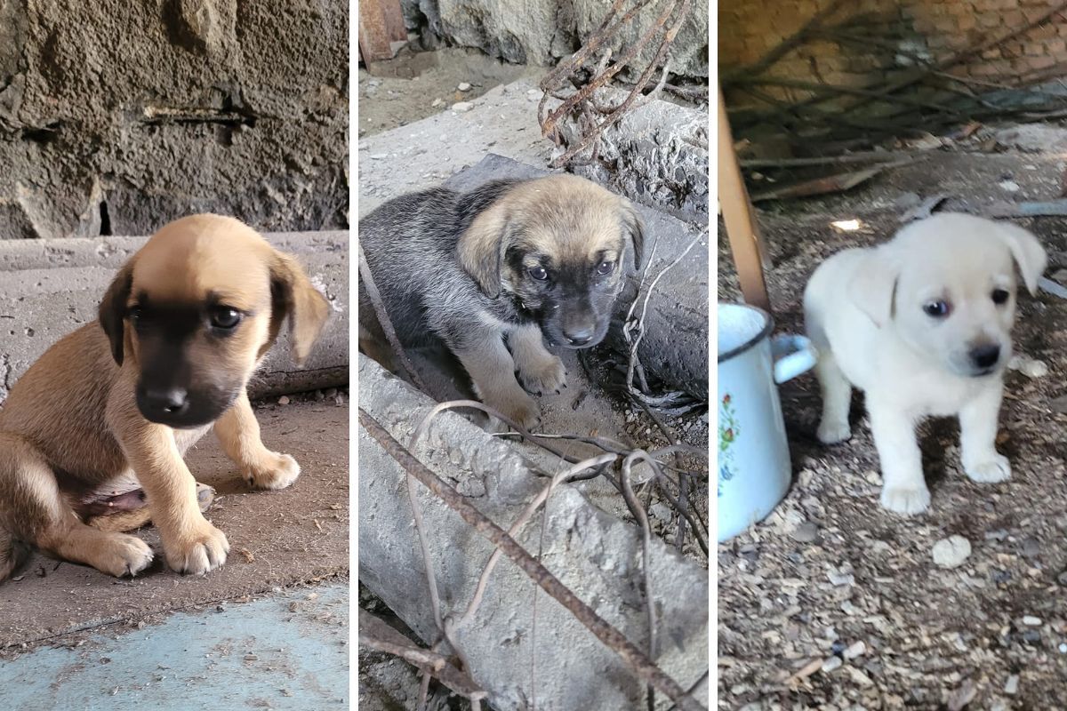 Чотирилапі друзі шукають люблячих господарів 6