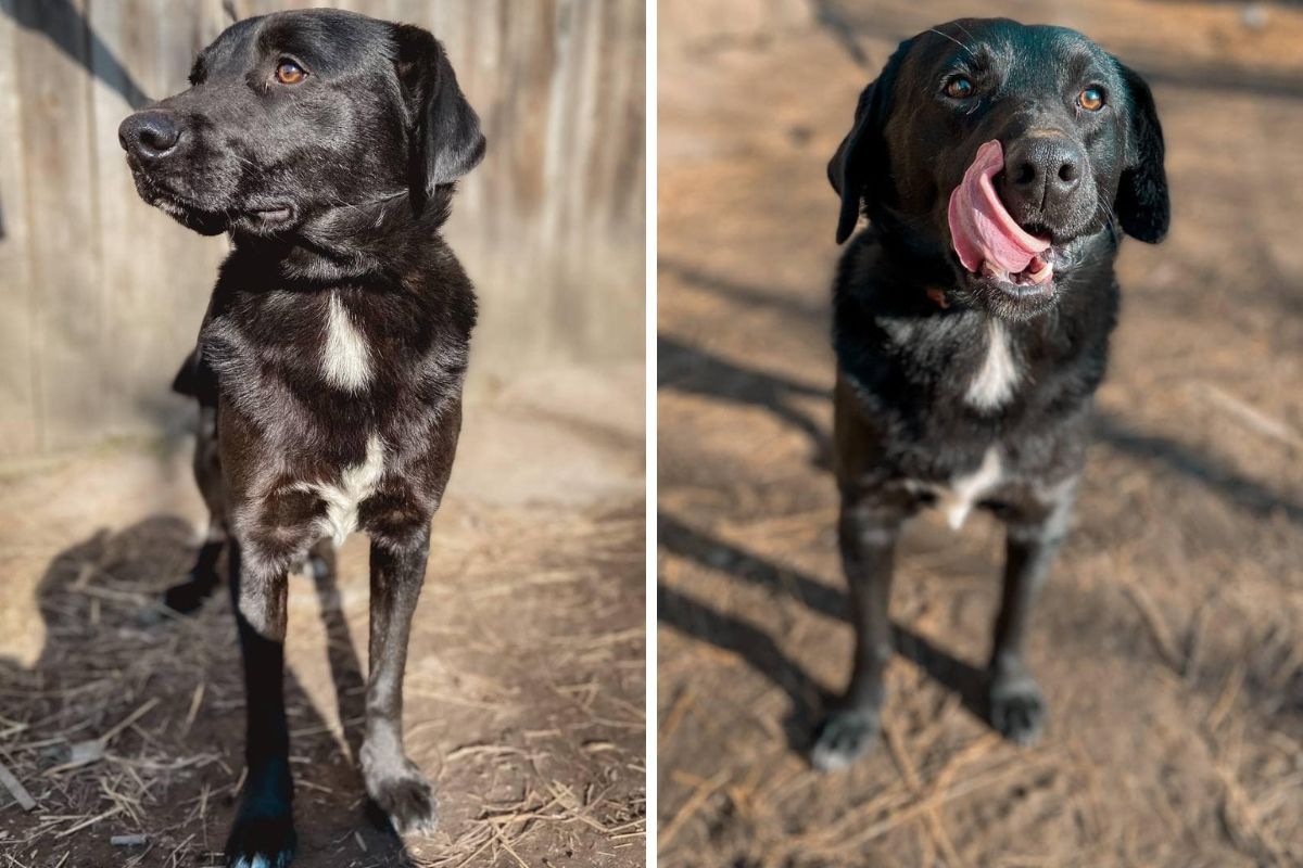 Чотирилапі друзі шукають люблячих господарів 7