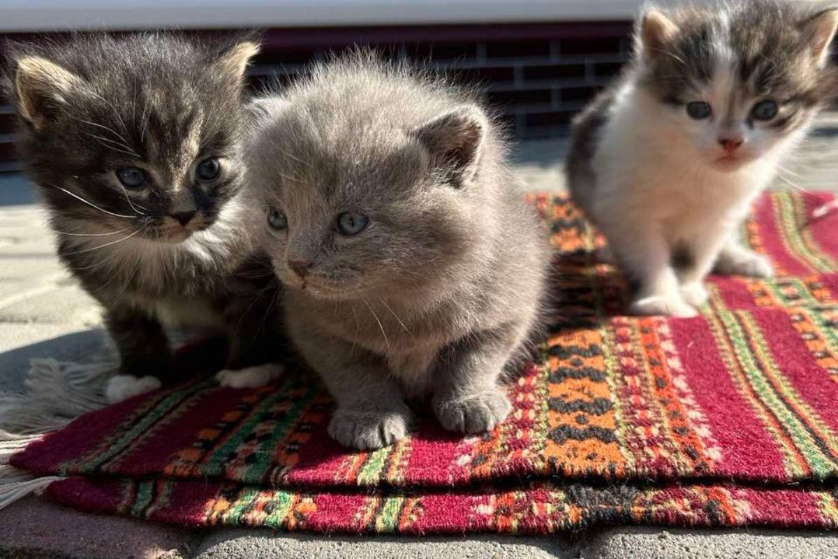 Чотирилапі друзі шукають люблячих господарів 8