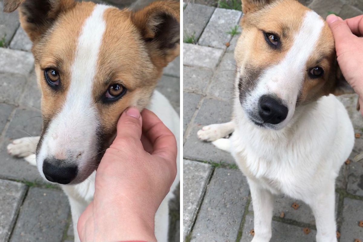 Чотирилапі друзі шукають люблячих господарів 9