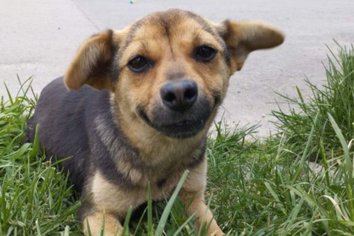 Чотирилапі друзі шукають люблячих господарів 10