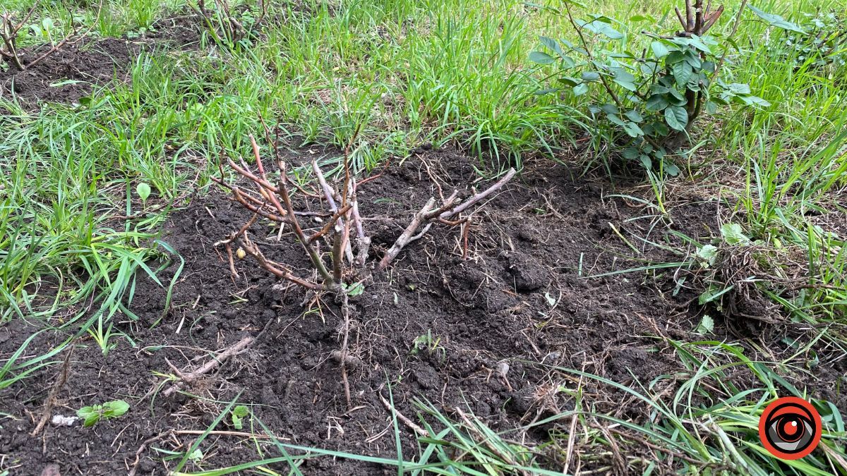 Сховані: троянди з-під Писанки пересадили на непримітне місце 3