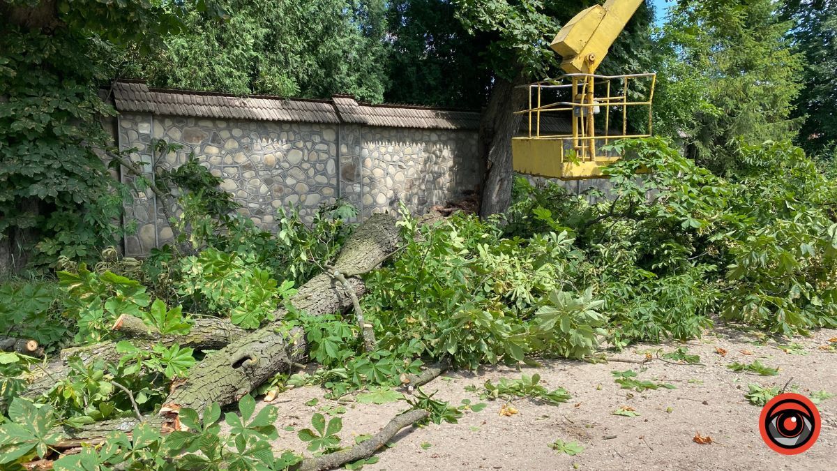 У Коломиї на вулиці Косачівській ліквідовують аварійне дерево 3