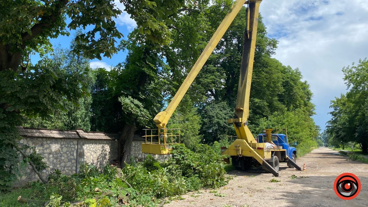 У Коломиї на вулиці Косачівській ліквідовують аварійне дерево