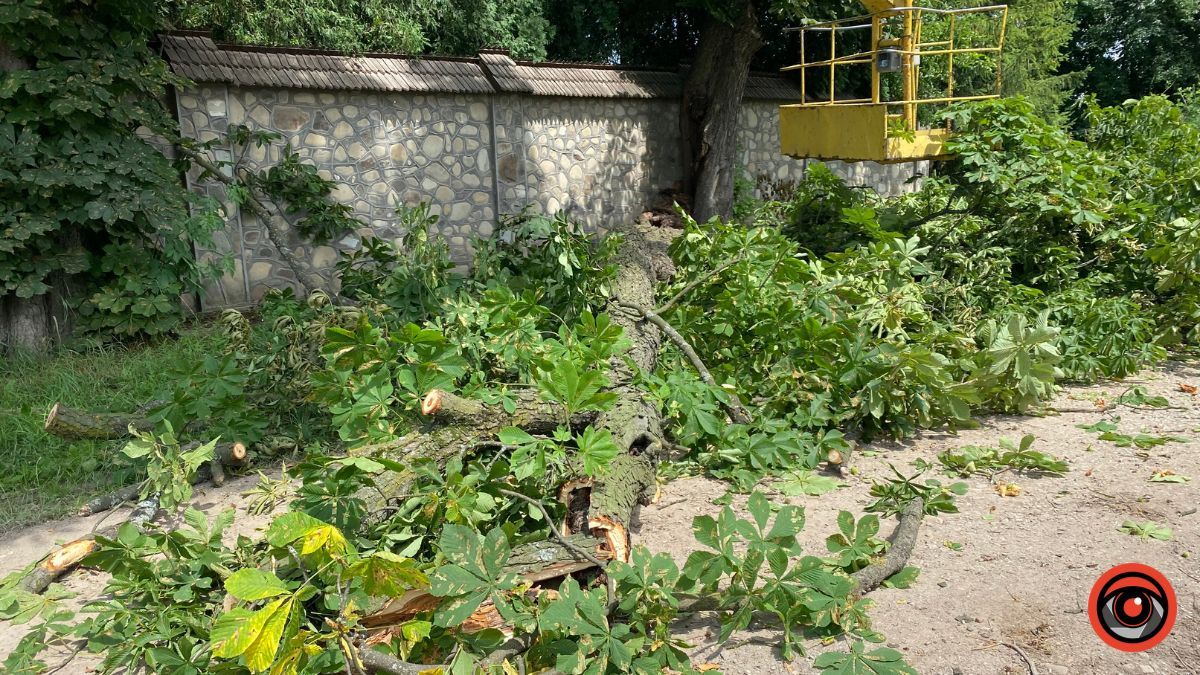 У Коломиї на вулиці Косачівській ліквідовують аварійне дерево 2