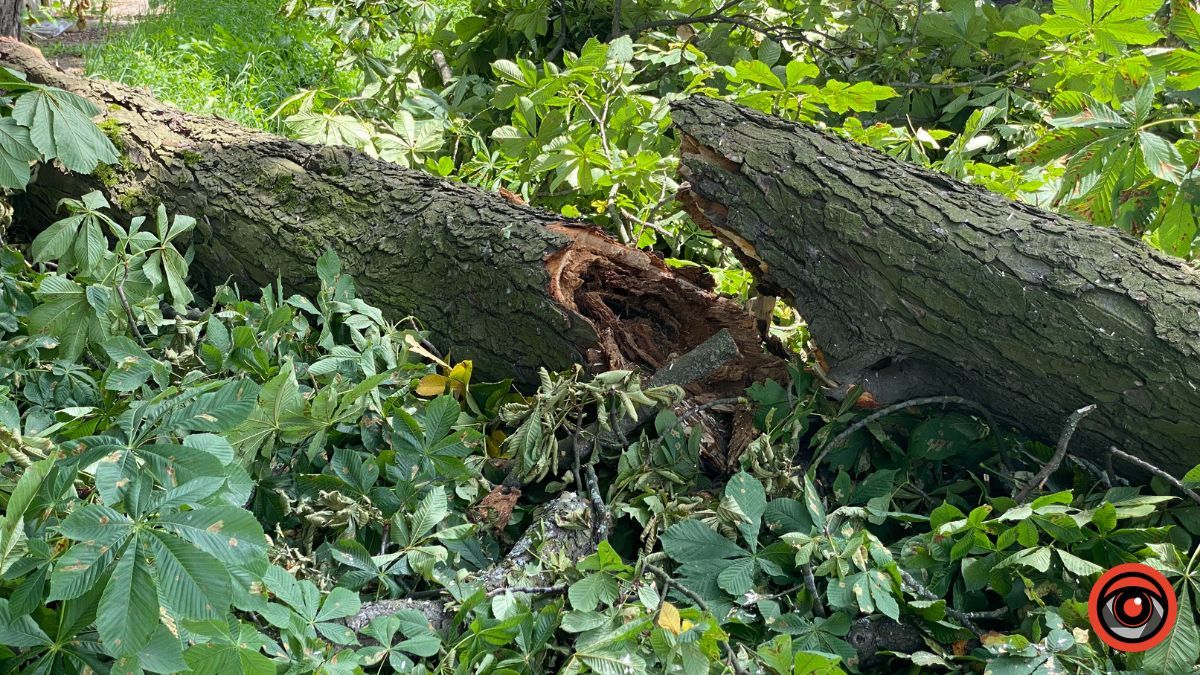У Коломиї на вулиці Косачівській ліквідовують аварійне дерево 1