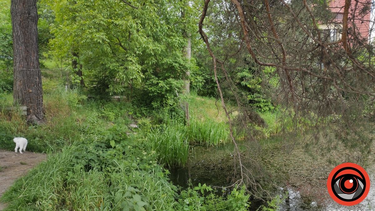 Фрагмент спокою: миловидне озерце в Коломиї 4