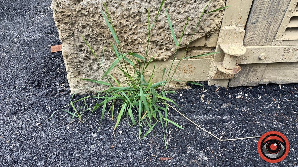 Мешканці Січових Стрільців та Лисенка скаржаться на якість відремонтованих прибудинкових територій 3