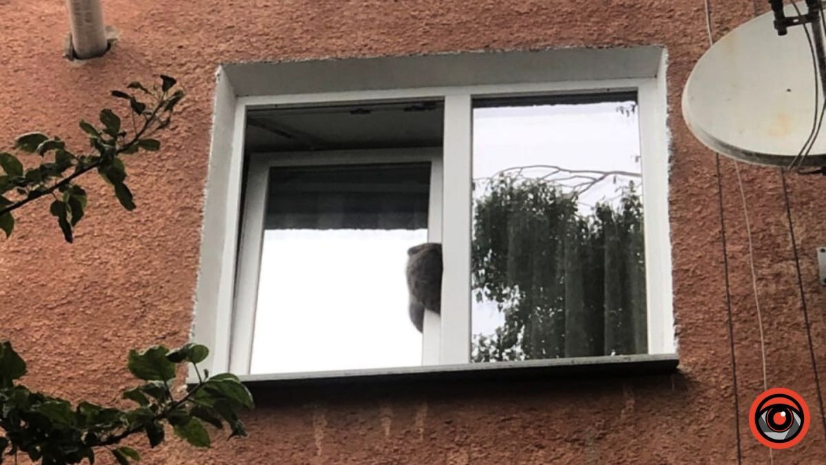У Коломиї кіт застряг у вікні: викликали рятувальників