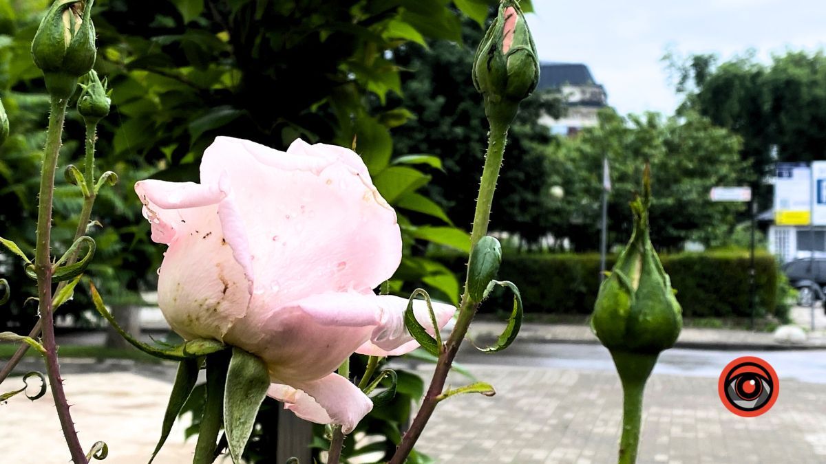 Насуплена Коломия | недільний фоторепортаж від Інформатора 6