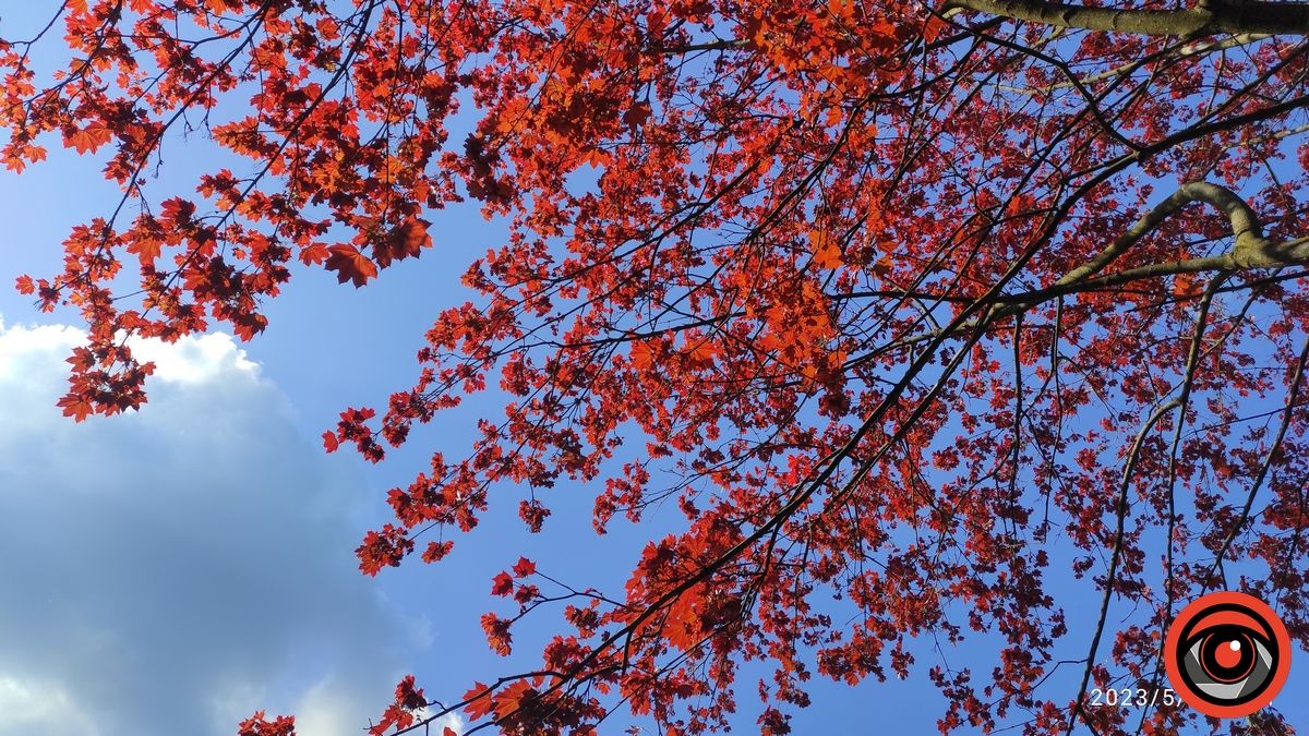 Коломия в травні | Фотоархів 2023 року 14