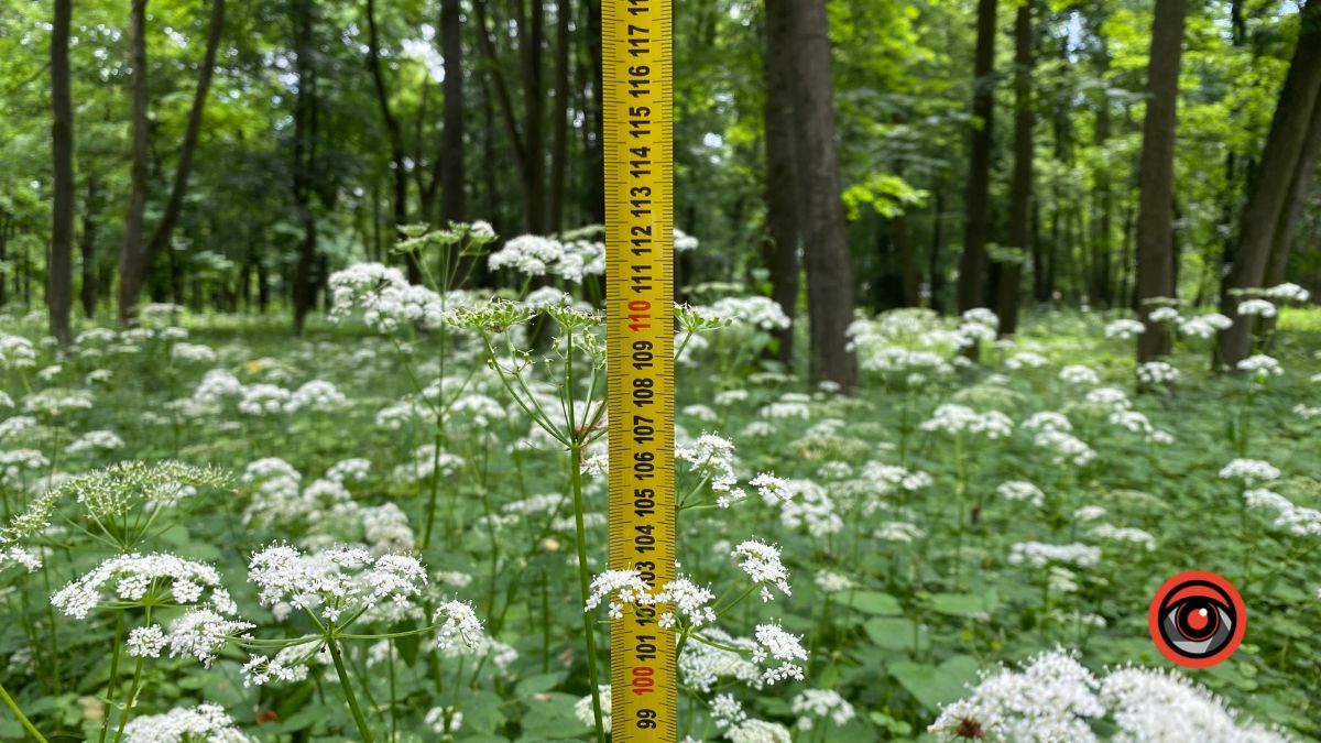 У парку Шевченка росте кропива заввишки в людський зріст 2
