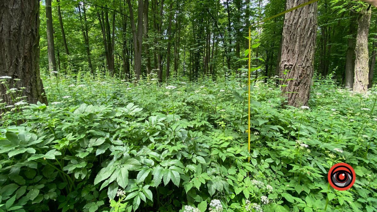 У парку Шевченка росте кропива заввишки в людський зріст 9