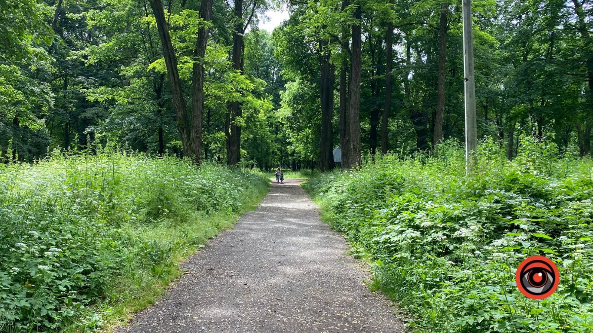 У парку Шевченка росте кропива заввишки в людський зріст 10