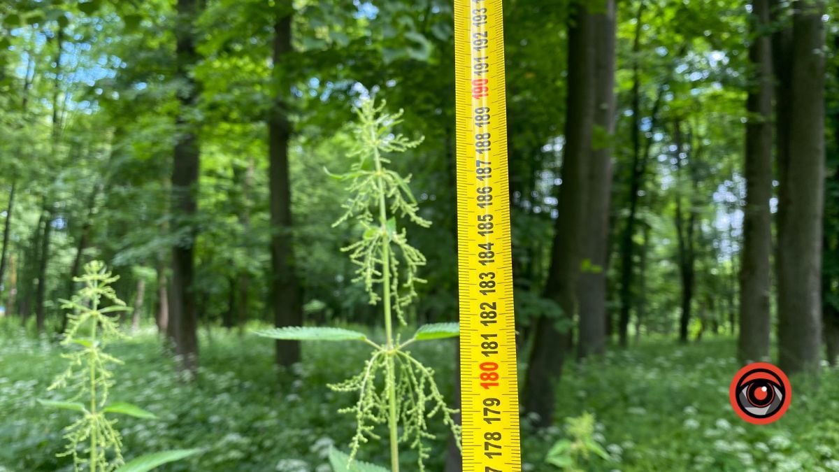 У парку Шевченка росте кропива заввишки в людський зріст 12