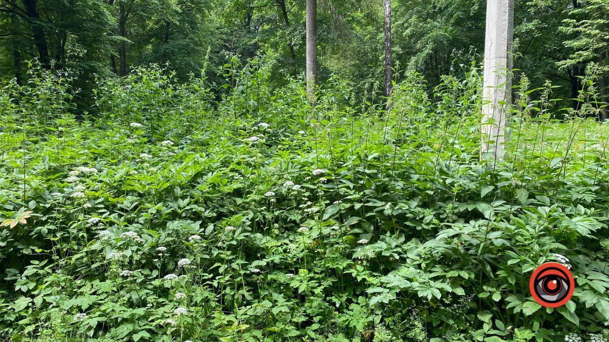 У парку Шевченка росте кропива заввишки в людський зріст 13