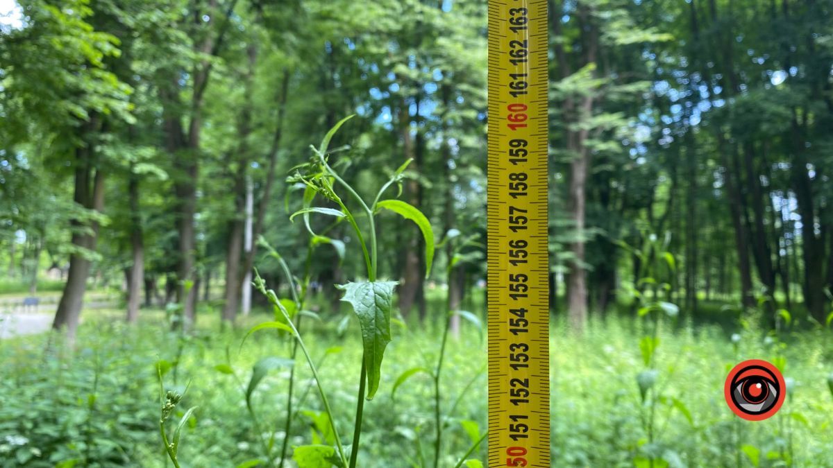 У парку Шевченка росте кропива заввишки в людський зріст 11