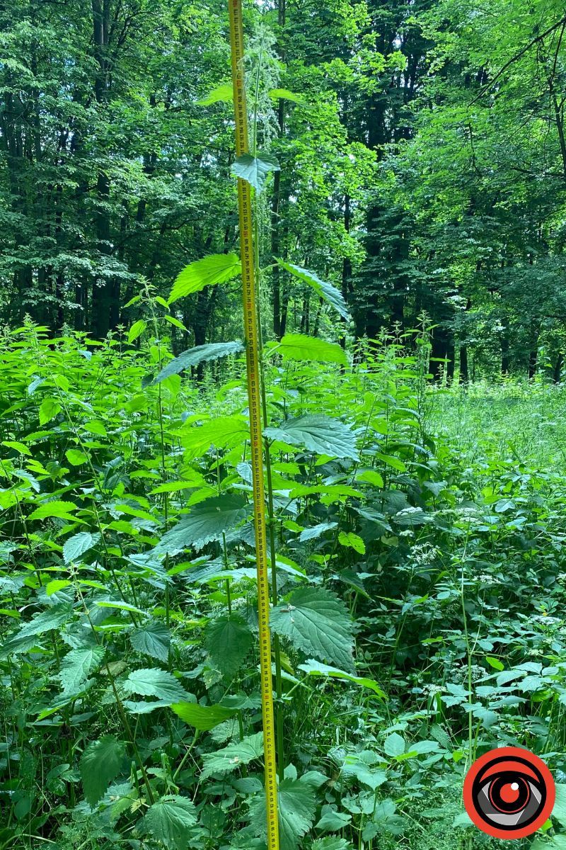 У парку Шевченка росте кропива заввишки в людський зріст 1