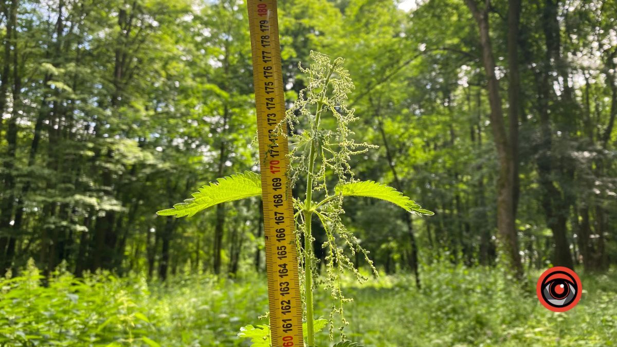 У парку Шевченка росте кропива заввишки в людський зріст 3
