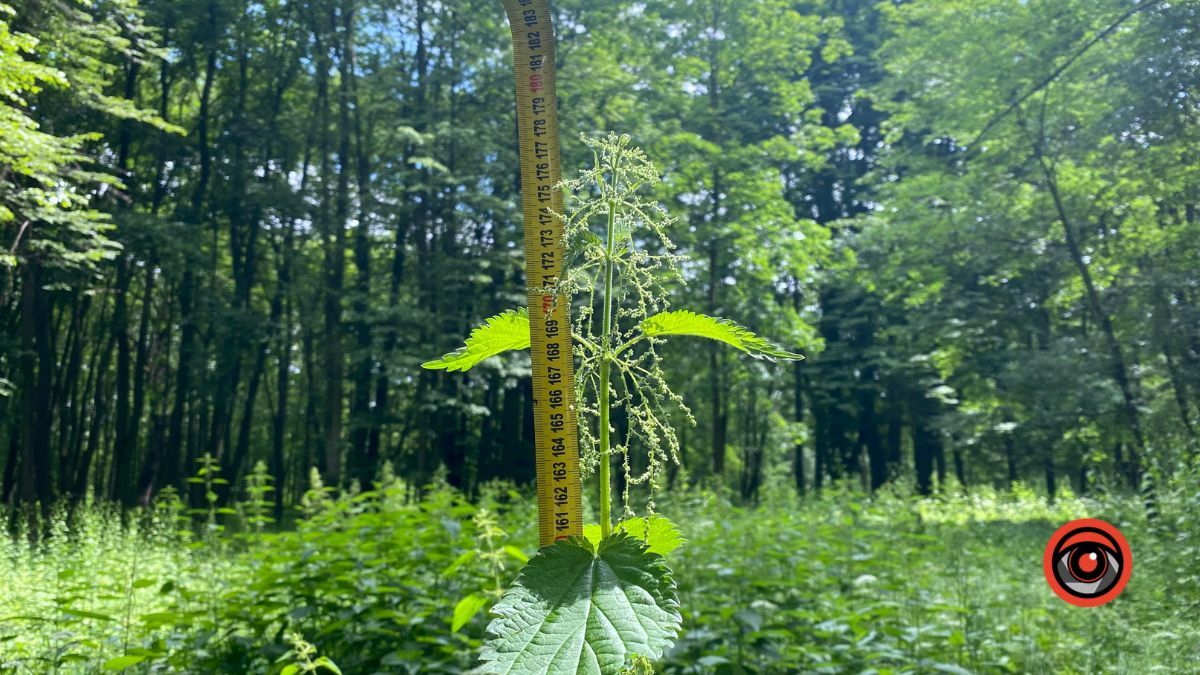 У парку Шевченка росте кропива заввишки в людський зріст 4