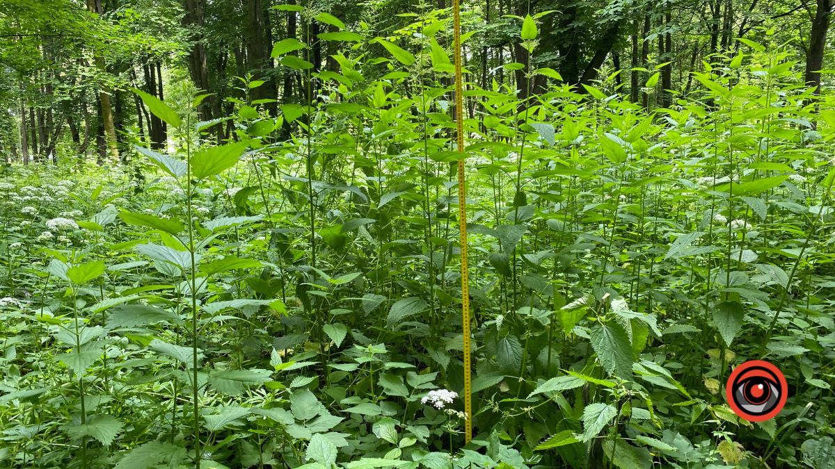 У парку Шевченка росте кропива заввишки в людський зріст 5