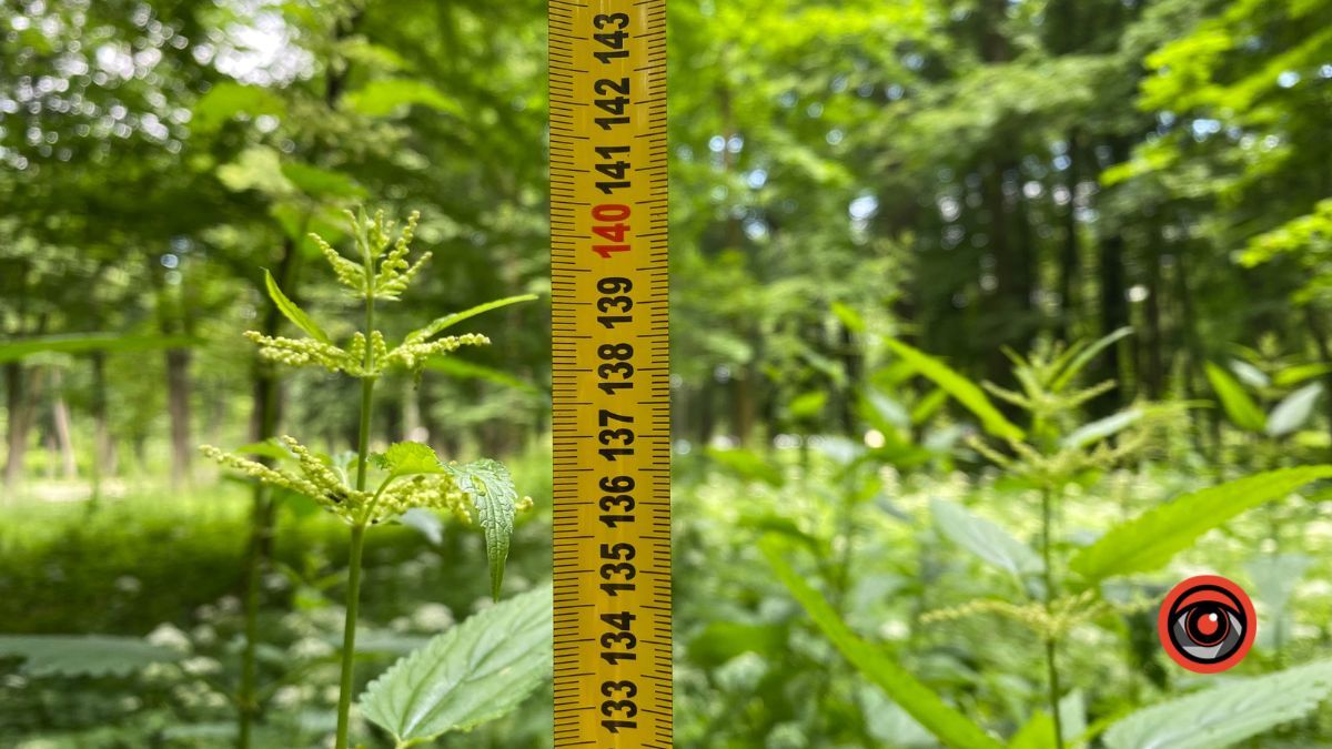 У парку Шевченка росте кропива заввишки в людський зріст 6