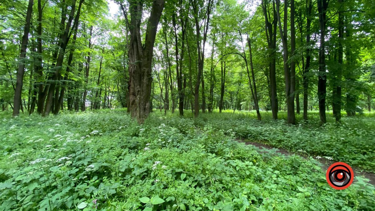 У парку Шевченка росте кропива заввишки в людський зріст 7