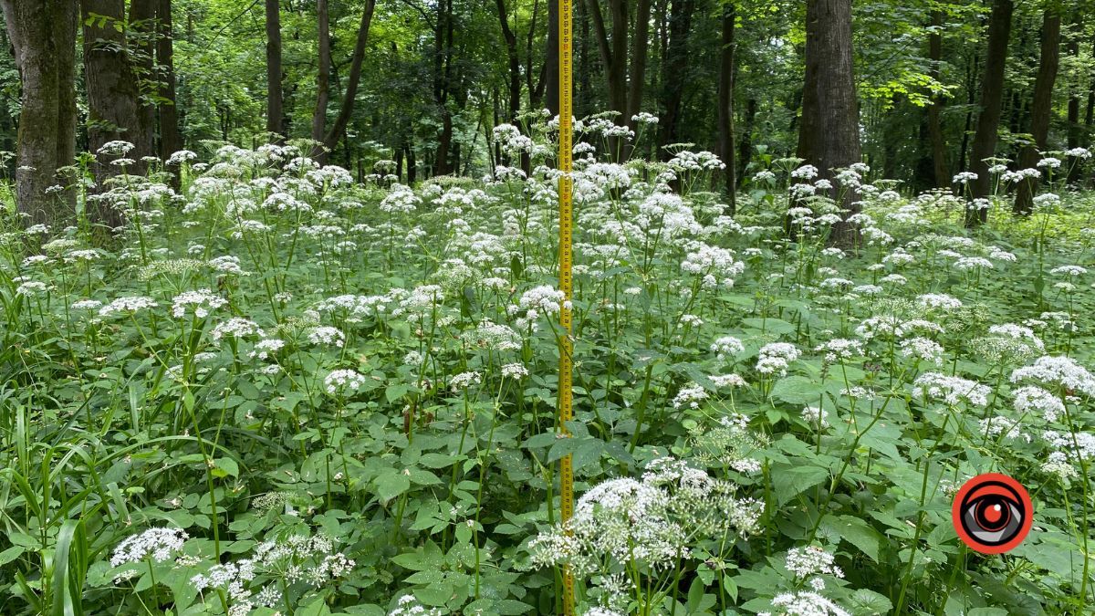 У парку Шевченка росте кропива заввишки в людський зріст 8