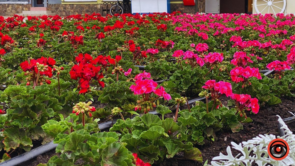 Заквітчана площа Шевченка у Коломиї | недільний фоторепортаж від Інформатора 5