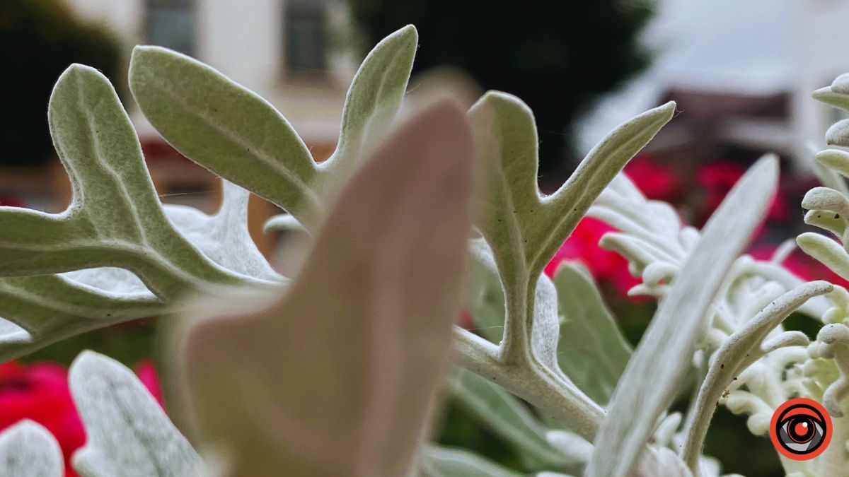 Заквітчана площа Шевченка у Коломиї | недільний фоторепортаж від Інформатора 6