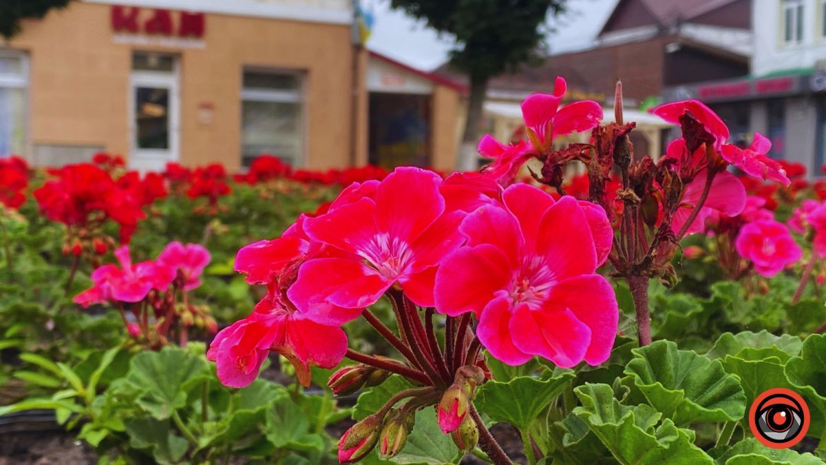 Заквітчана площа Шевченка у Коломиї | недільний фоторепортаж від Інформатора 7