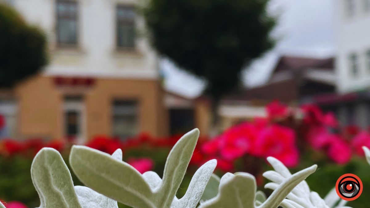 Заквітчана площа Шевченка у Коломиї | недільний фоторепортаж від Інформатора 8