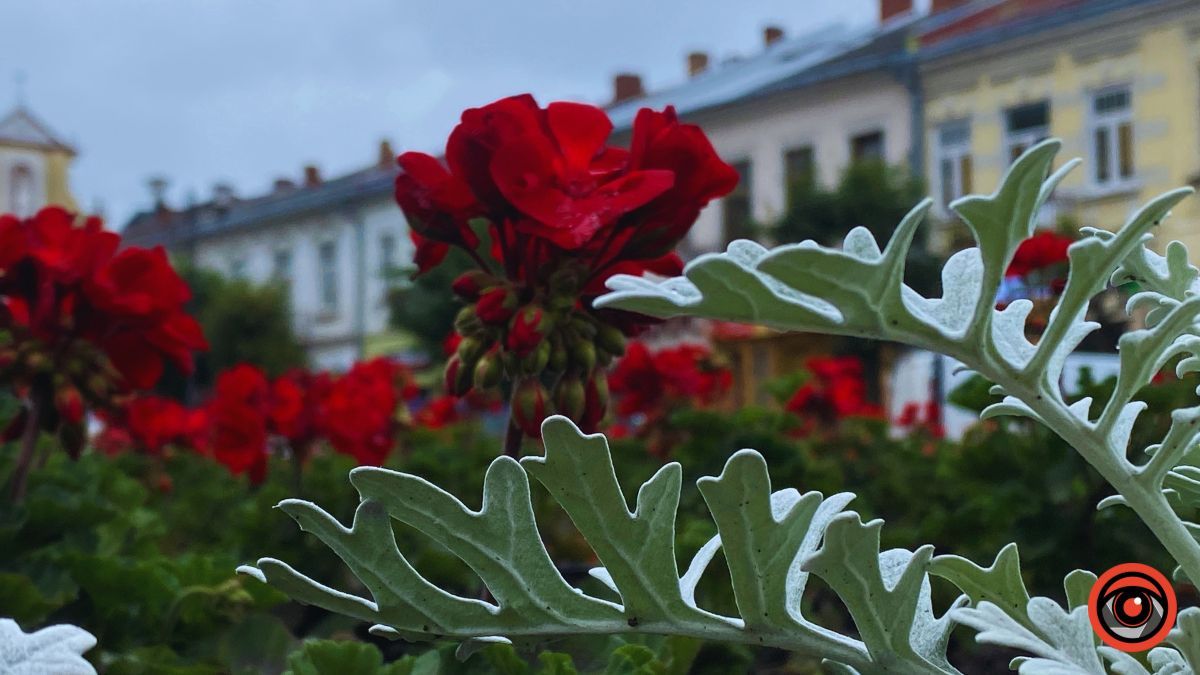 Коломия в червні | Фотоархів 2023 року 15