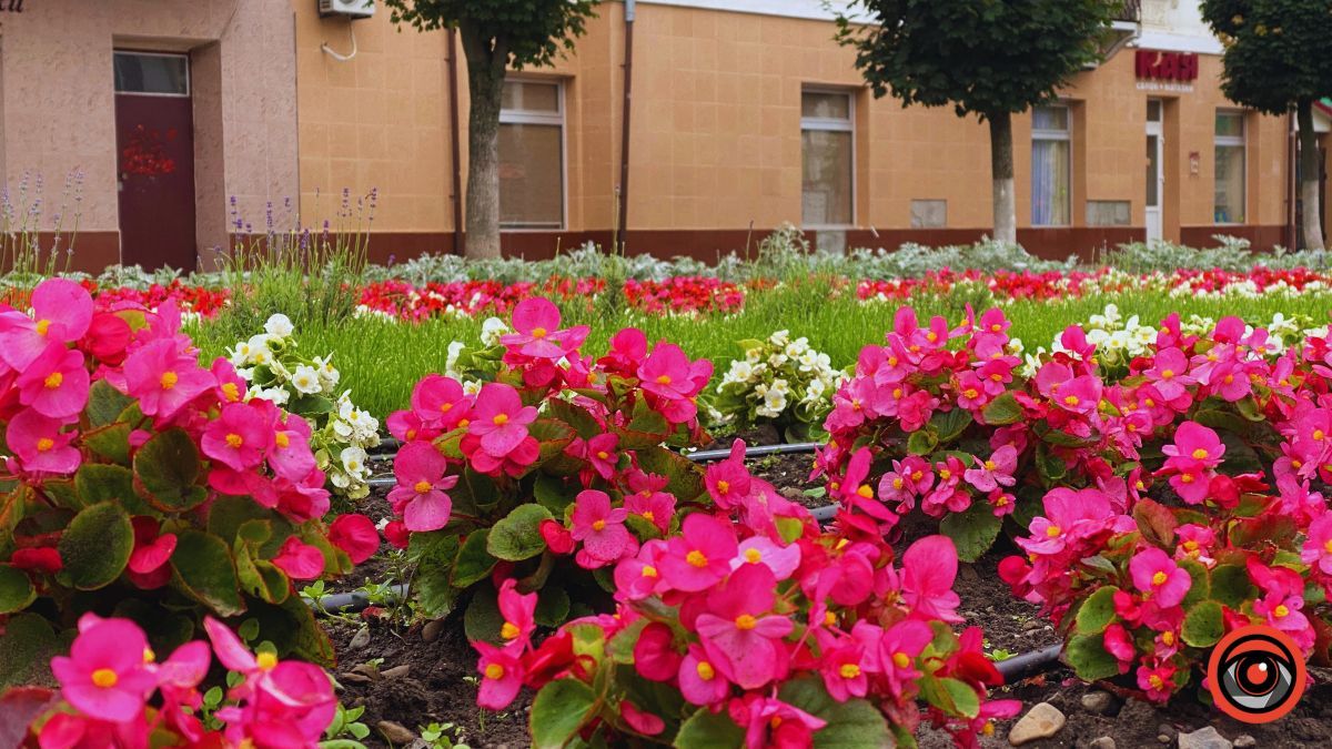 Заквітчана площа Шевченка у Коломиї | недільний фоторепортаж від Інформатора 10