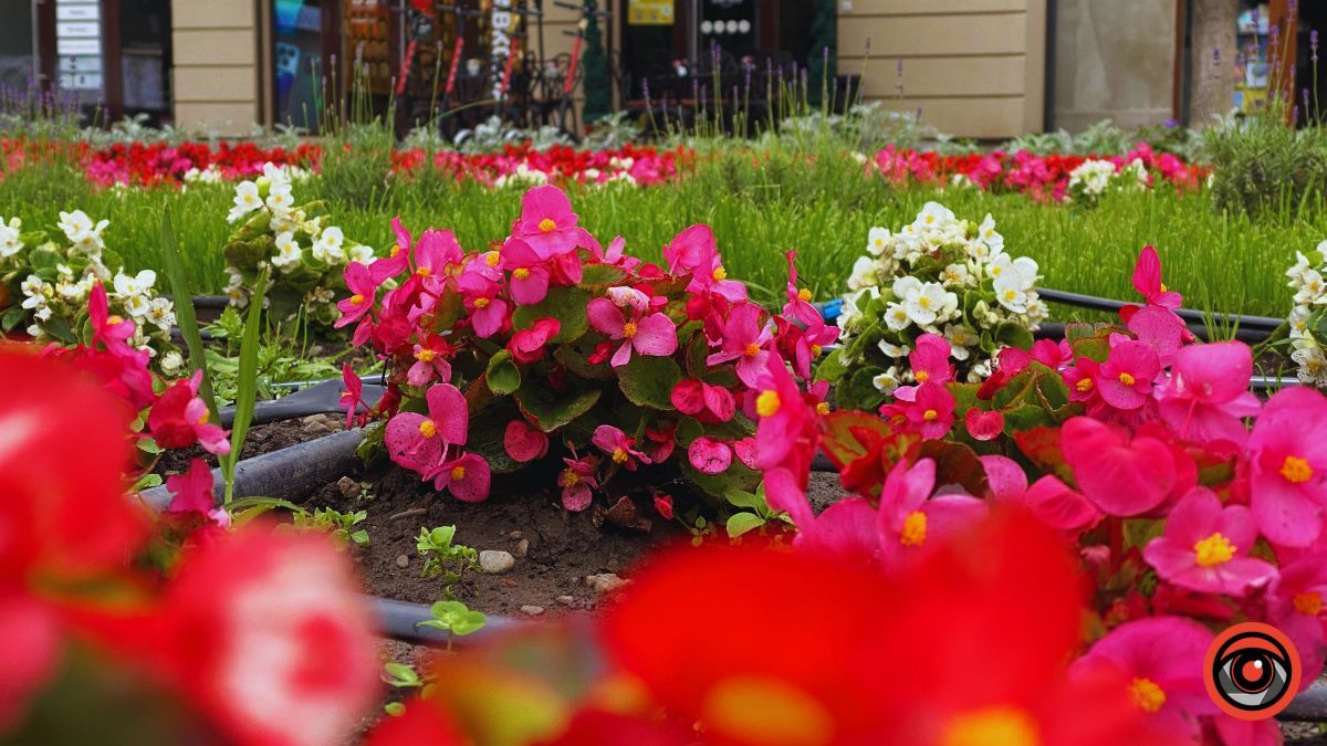 Заквітчана площа Шевченка у Коломиї | недільний фоторепортаж від Інформатора 11