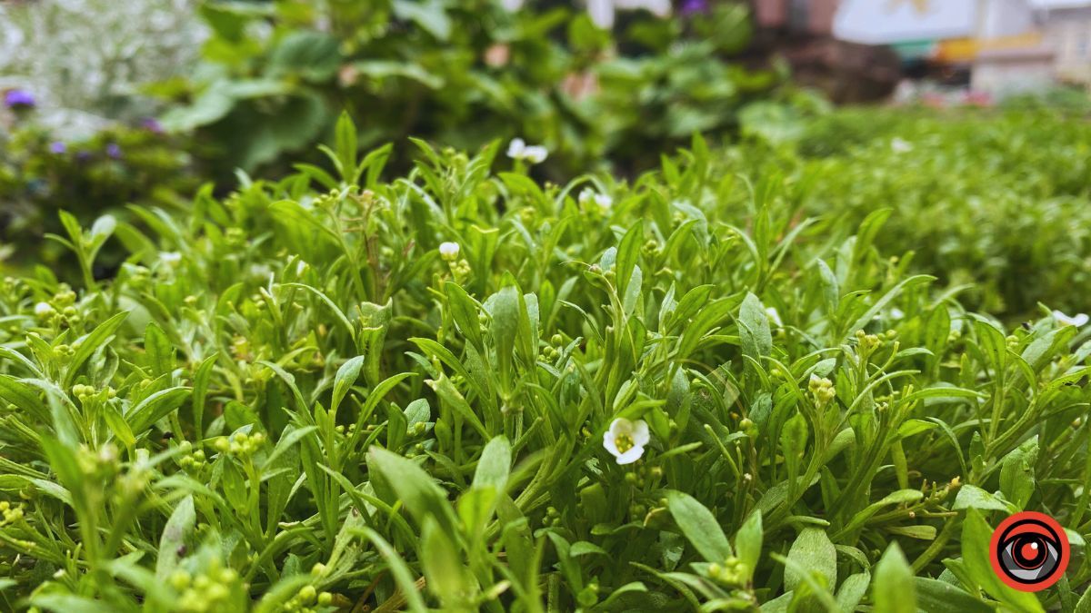 Заквітчана площа Шевченка у Коломиї | недільний фоторепортаж від Інформатора 12