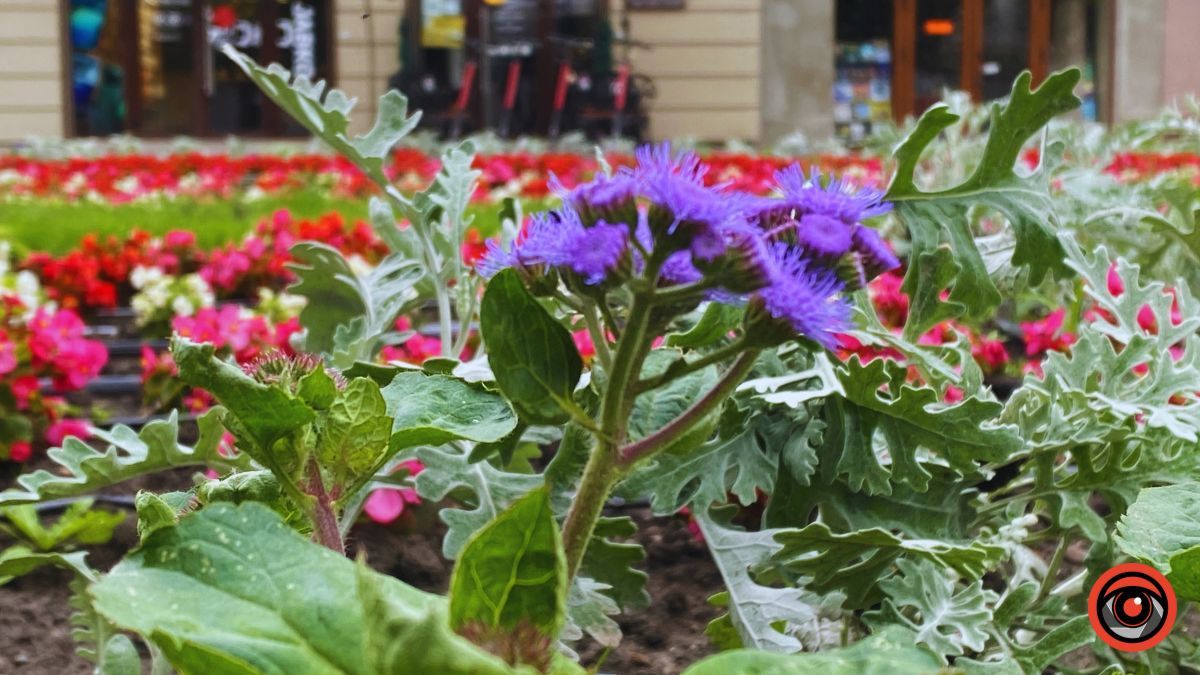 Заквітчана площа Шевченка у Коломиї | недільний фоторепортаж від Інформатора 14