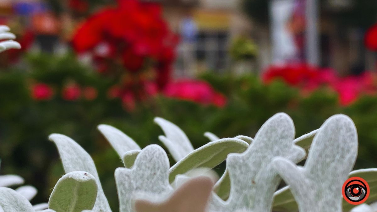 Заквітчана площа Шевченка у Коломиї | недільний фоторепортаж від Інформатора 3