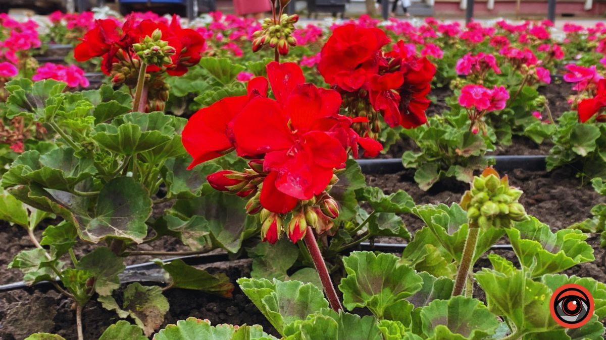 Заквітчана площа Шевченка у Коломиї | недільний фоторепортаж від Інформатора 4