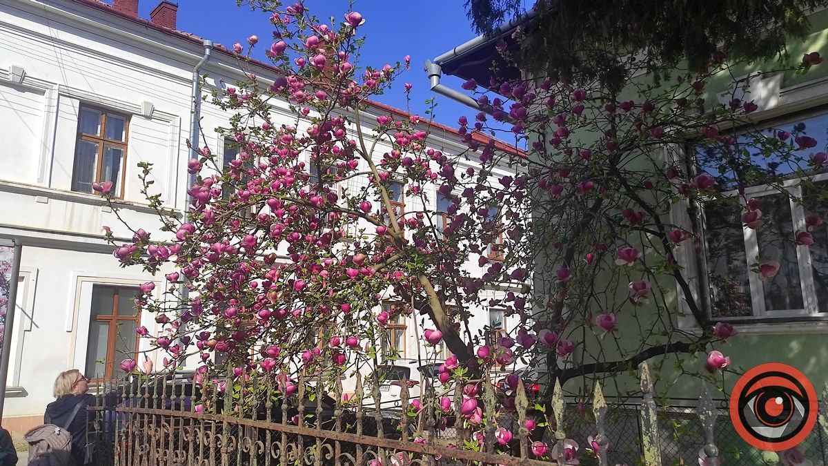 Магнолія в Коломиї, вул. Театральній, 54