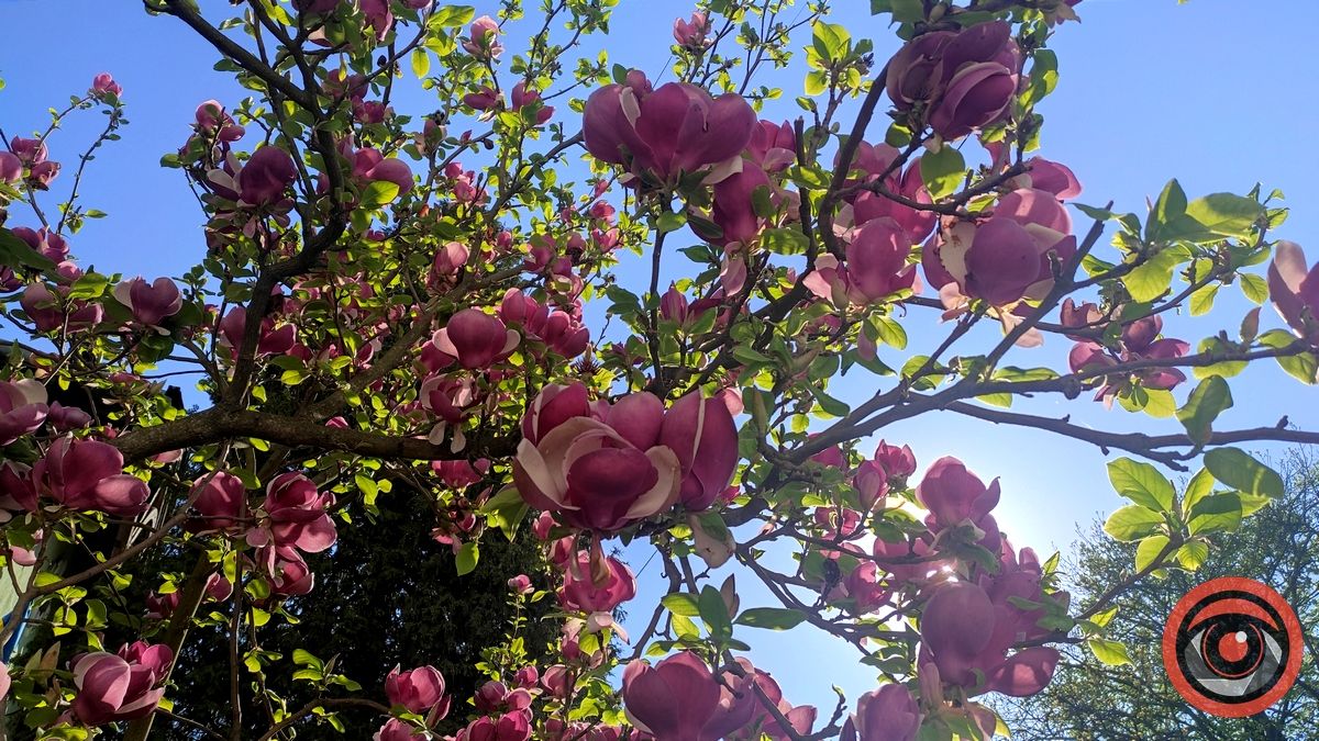 Ботанічна пам'ятка на вулиці Театральній в Коломиї 1