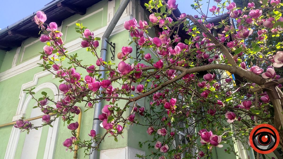 Ботанічна пам'ятка на вулиці Театральній в Коломиї