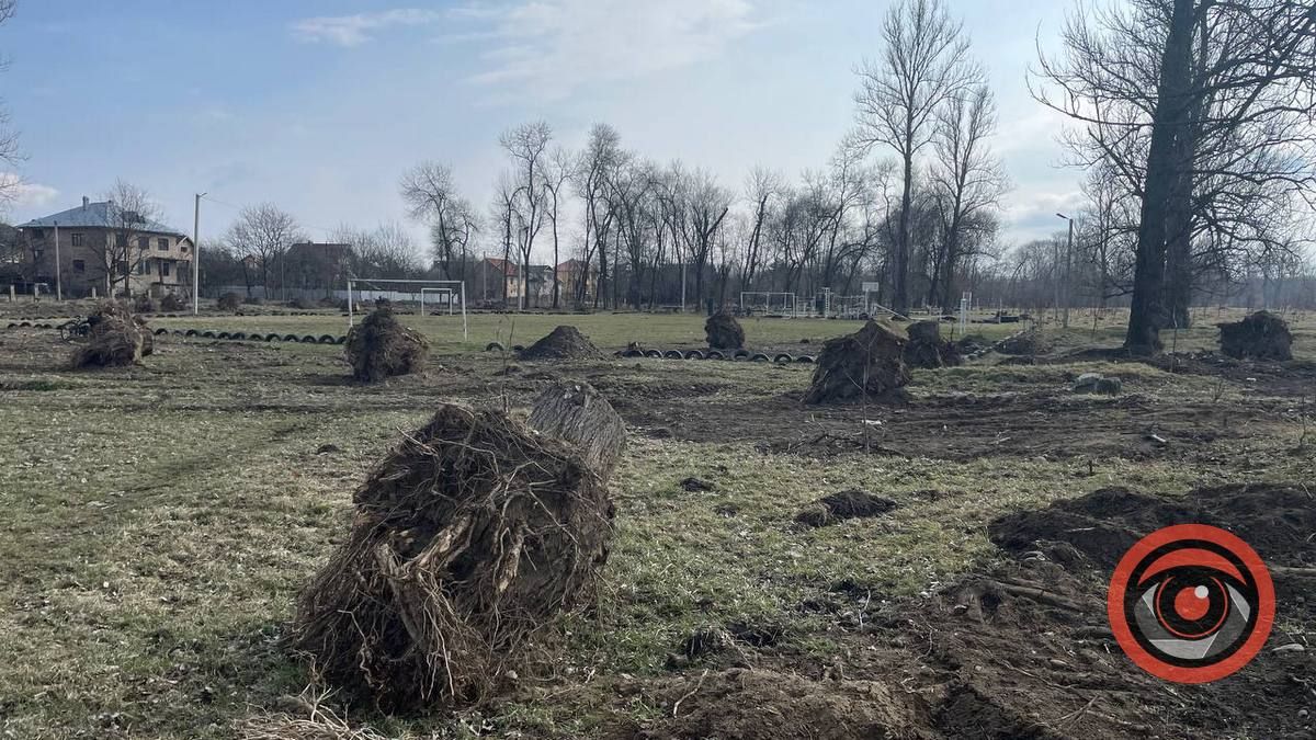 1 млн на борщівник, обрізку і зрізку дерев та корчування пнів: скільки заробив "Зеленосвіт" в Коломиї за пів року 1