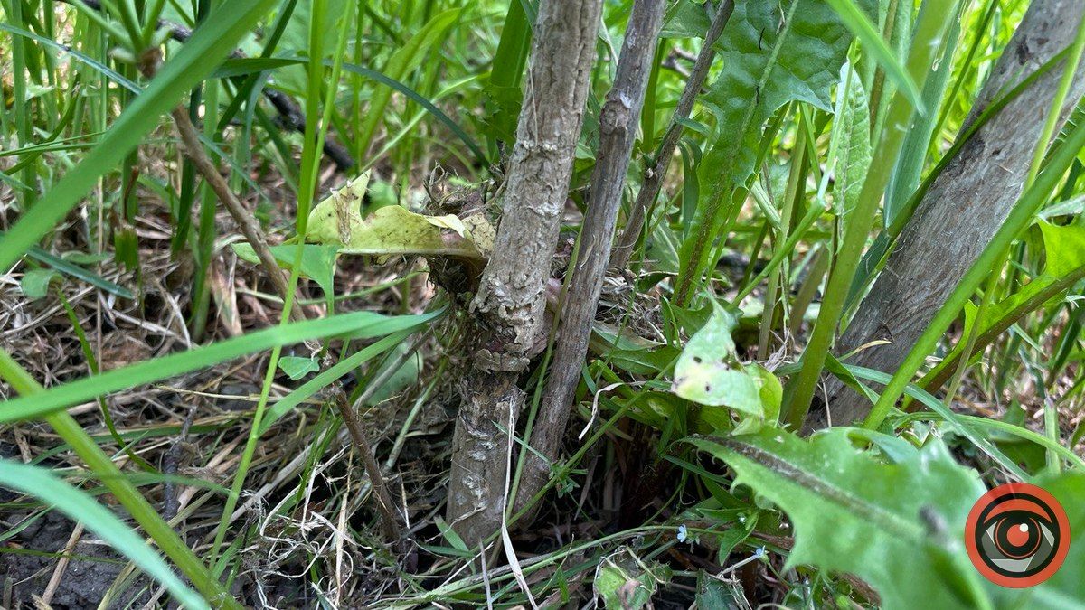 Через необачність комунальників страждають молоді дерева у парку Шевченка 1