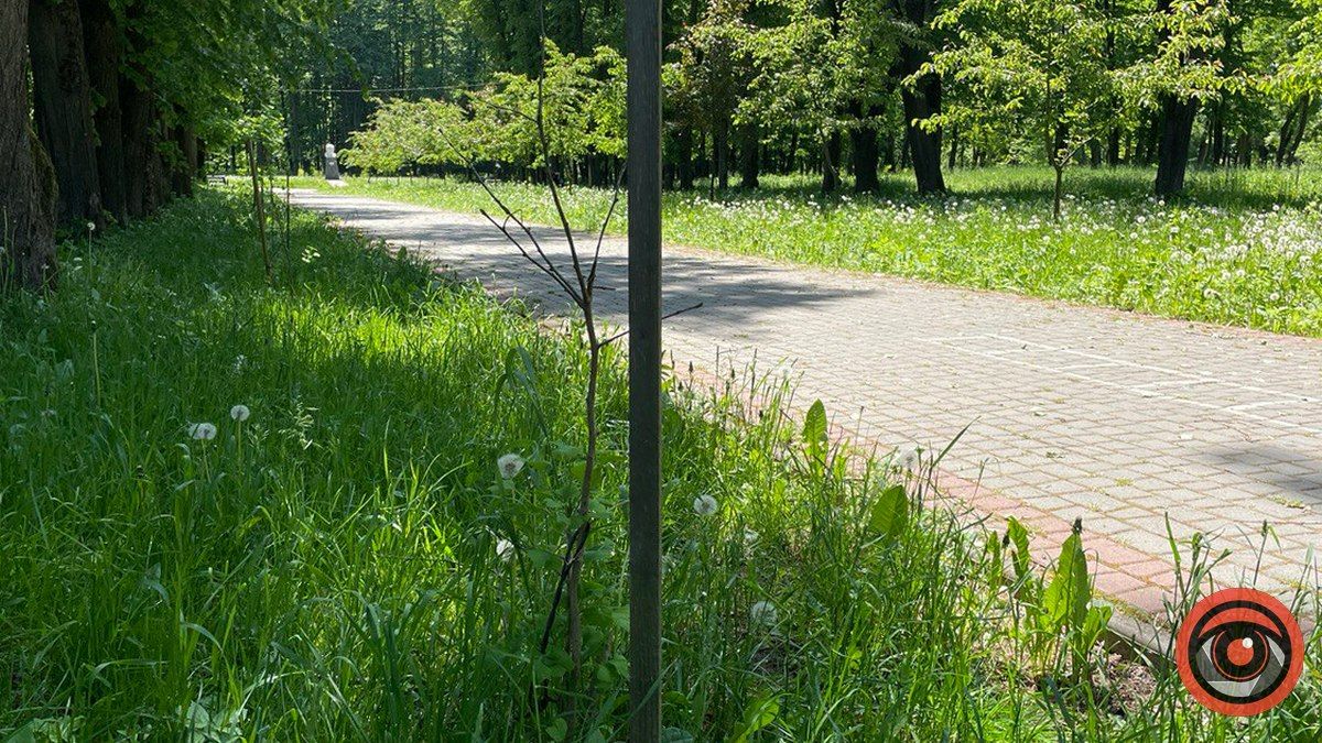 Через необачність комунальників страждають молоді дерева у парку Шевченка 5